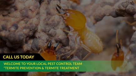 Ridley's Pest Control Hero Image