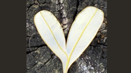 EnviroArb Pty Ltd Hero Image
