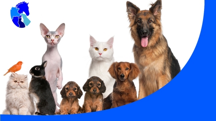 South Coast Veterinary Hospital Hero Image
