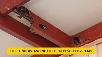 Newman Pest Control Hero Image