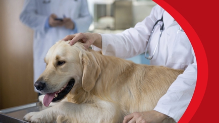 4 Paws Veterinarians Hero Image