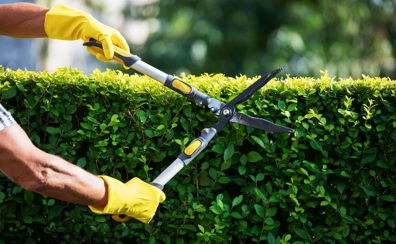 Arborimage Tree Services Hero Image