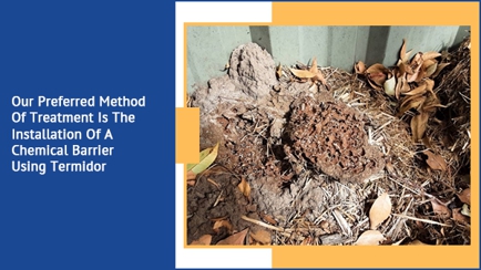 Dunrite Termite & Pest Control Hero Image