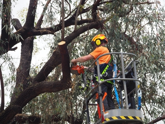 Nelson's Tree Services Hero Image