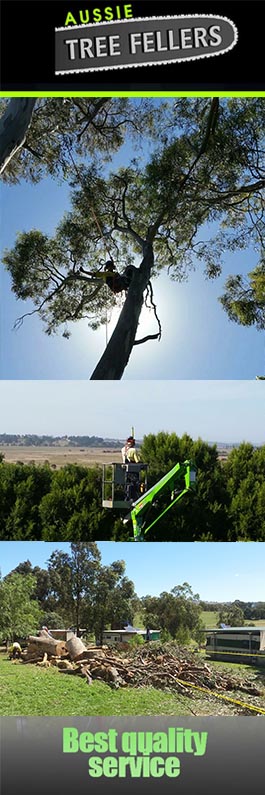 Aussie Tree Fellers