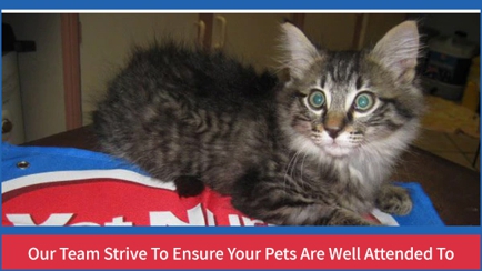 Kempsey Veterinary Clinic Hero Image