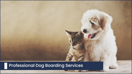 Ulverstone Boarding Kennels & Cattery Hero Image