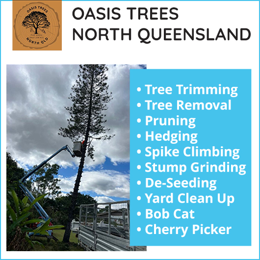 OASIS TREES NORTH QUEENSLAND