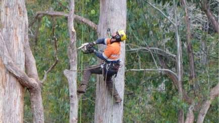 Adams Tree Services Hero Image