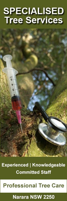 Specialised Tree Services