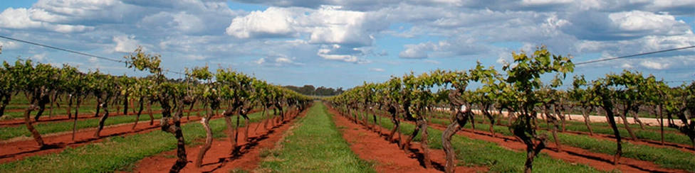 Wattle Range Council Hero Image