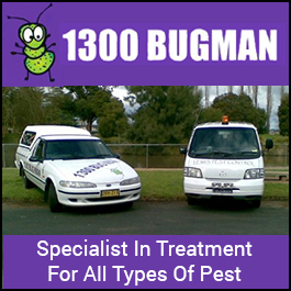 1300 Bugman