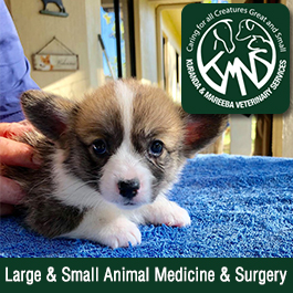 Mareeba Veterinary Surgery