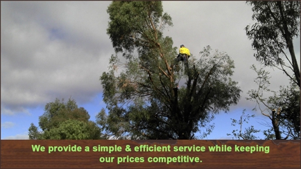 M & J Tree Surgeons Hero Image