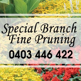 Special Branch Fine Pruning