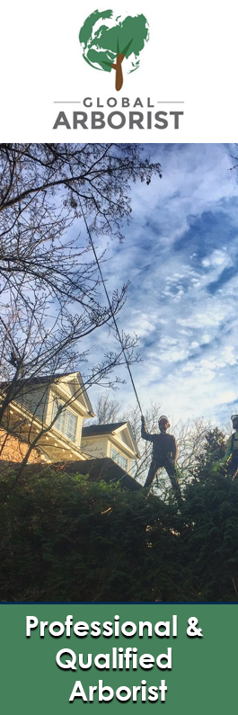 Global Arborist Australia