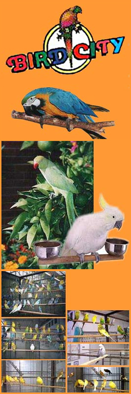 Bird City