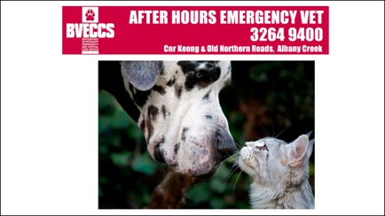 Brisbane Veterinary Emergency and Critical Care Service Hero Image