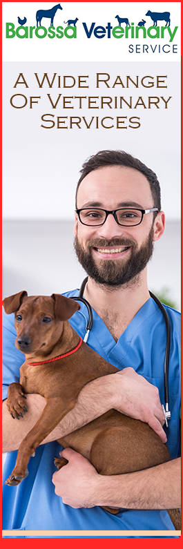 Barossa Veterinary Surgery