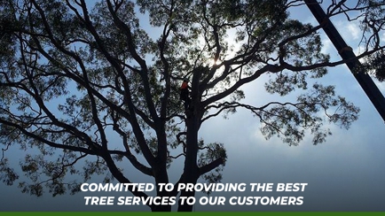 Plumb Trees Hero Image