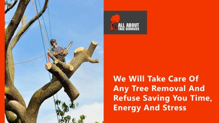 All About Tree Services QLD Hero Image
