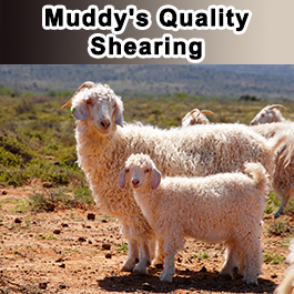 Muddy's Quality Shearing