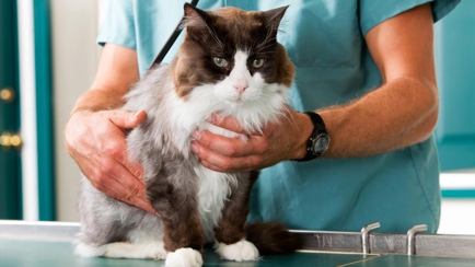 Laverton Veterinary Clinic Hero Image