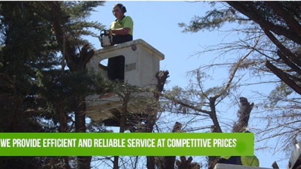MSZ Tree Lopping Service Hero Image