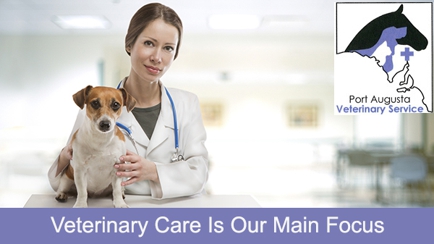 Port Augusta Veterinary Services Hero Image