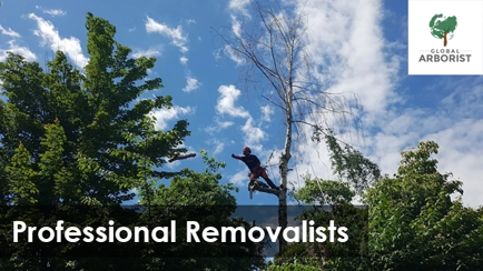 Global Arborist Australia Hero Image