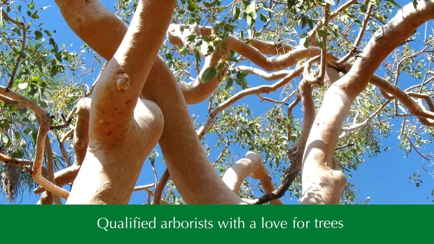 ACT Tree Felling Hero Image