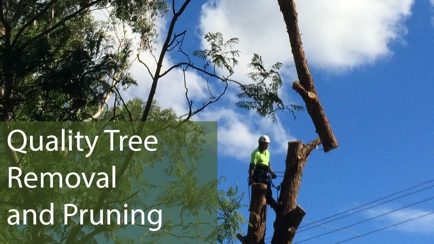 Newcastle Tree Care Hero Image