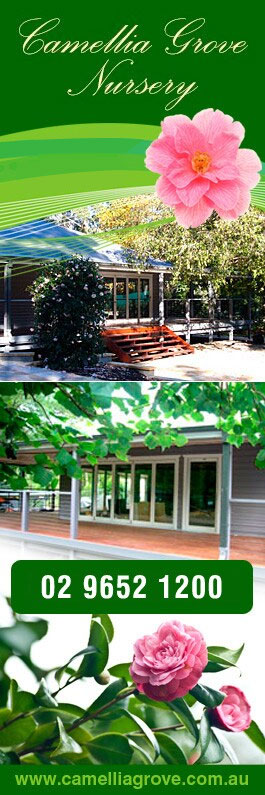 Camellia Grove Nursery
