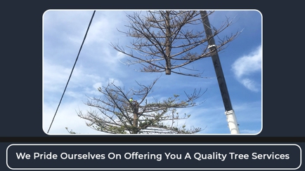 Eurobodalla Tree Services Hero Image