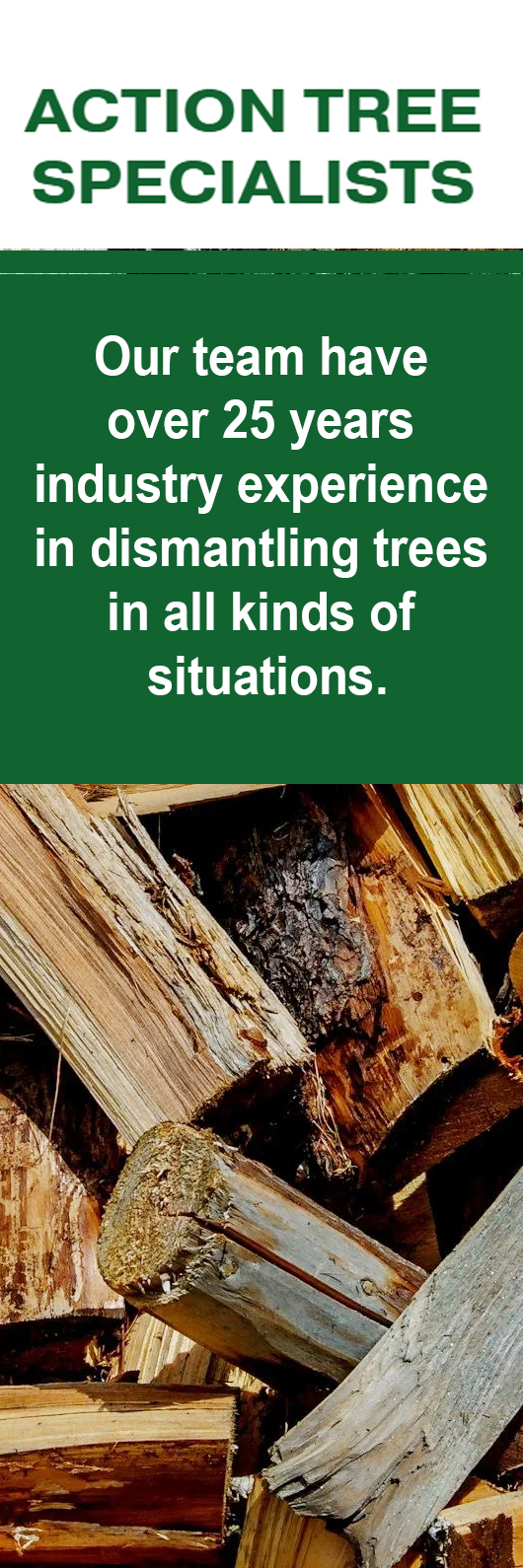 Action Tree Specialists
