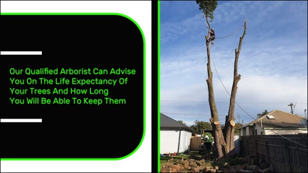 Rob's Tree Service Hero Image