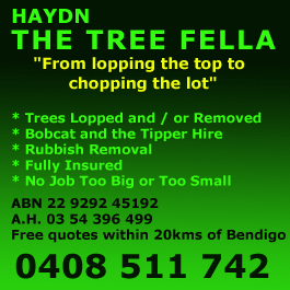 Haydn The Tree Fella
