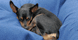 Central Bark Doggy Day Care logo