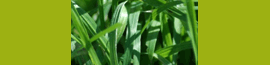 Advance Sod Sales logo