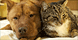 Washington County Humane Society logo
