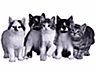 The Animal Care Clinics of Central Ohio logo