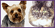 Crittercleaner_978757_bs