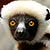 Photo Gallery of Zoo Babies Coquerel's Sifaka Madagascar Lemur