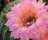 U.S. Botanic Garden