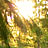 U.S. Botanic Garden