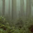 Redwood