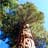 Sequoia and Kings Canyon