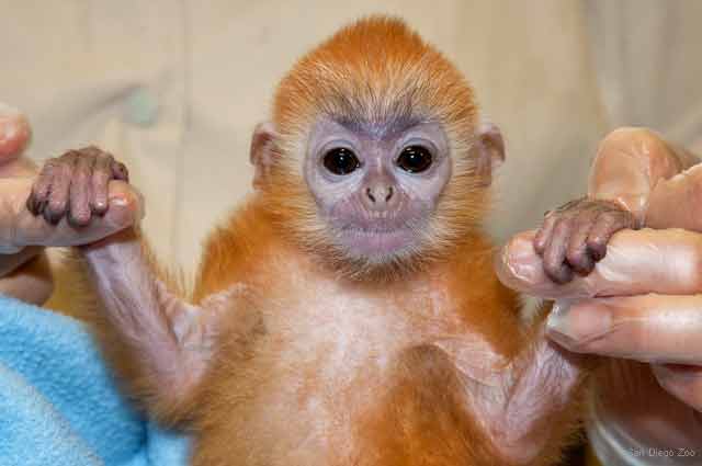 Zoo Babies - Silver Leaf Langur