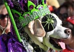 40 Howl'oween Parade Doggies