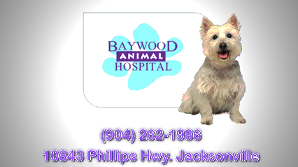 Baywood Animal Hospital - Pet Services